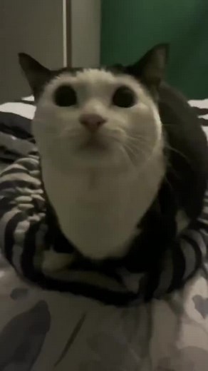 Yapping Cat: A Daily Dose of Feline Fun