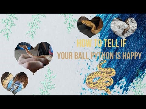 How to tell if your Snake/Ball python is happy.