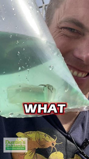 Arowana Fish Acclimation: Plop and Drop Technique