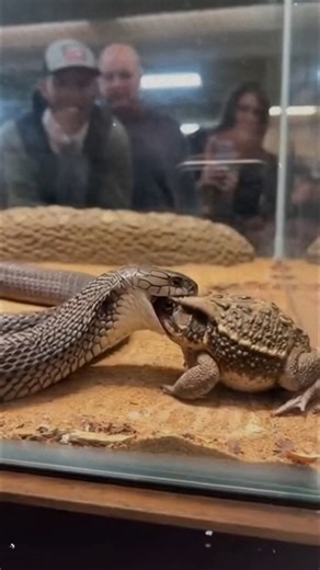 The King Cobra displays a fascinating structural expansion following a high-impact interaction with a Toxic Cane Toad. #KingCobra #ToxicCaneToad #StructuralPhenomenon #DefenseMechanism ⚙️ AI-generated dramatization — No real insects or creatures are involved in these visuals. | Insects Zone
