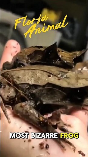 Meet the Long-Nosed Horned Frog – The Master of Jungle Camouflage! #frog #animalfacts #animal #short