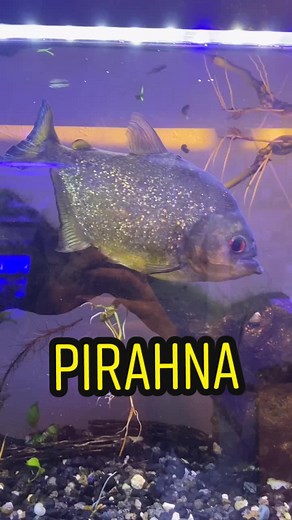 Exploring Piranha Fish in Aquariums: A Fascinating Biology Dive