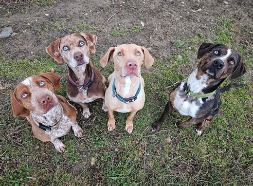 Catahoula Leopard Dog | What do you use your Catahoula for | Facebook