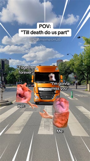 "Till death do us part" #catmemes #relationship #relatable #catmemesdaily | Meow Mories