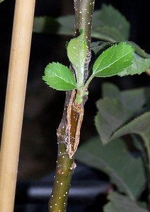 Bud Grafting and Summer Pruning Workshops