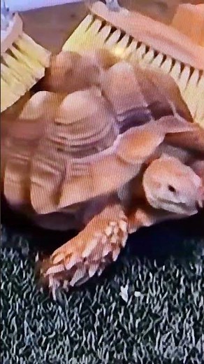Turtle trying to Scratch her Back.
