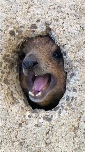 AWAWA! Hyrax screaming from a rock; closest relative of the elephant! #animal #call #nature