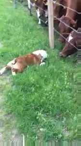 Bulldog, meet Cows. Cows, meet Bulldog. SHARE if you like! LIKE ➡ Zoo Posts | Zoo Posts