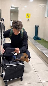 This Christmas is going to the dogs! The howl-iday travel rush is on and dogs are heading home with their owners. | The Commercial Appeal
