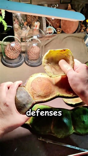 Why Do People Eat This Toxic Pod?🤯