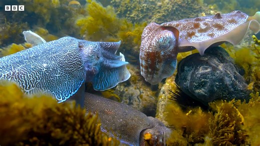 Male Cuttlefish Mimics a Female To Mate in the Presence of a Larger Male