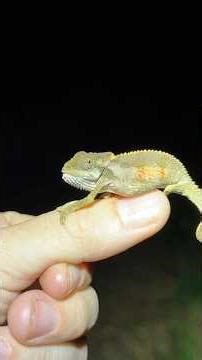 Night Shining Alien Frogs and Tiny Chameleons in South Africa!