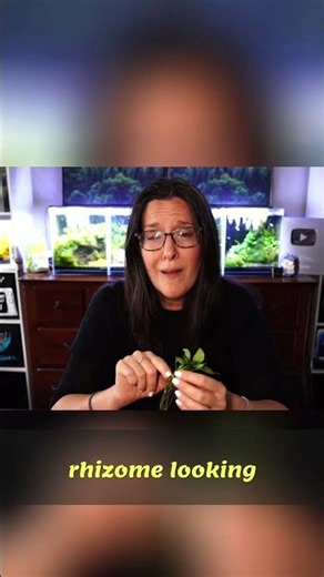 Anubias Care: Pruning for Growth & Healthy Rhizomes!