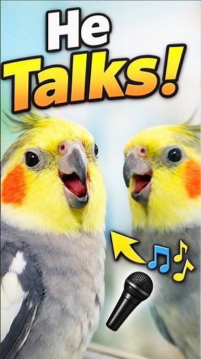 Talking Cockatiel Mimics Human Speech | Real Pet Cockatiel Voice USA