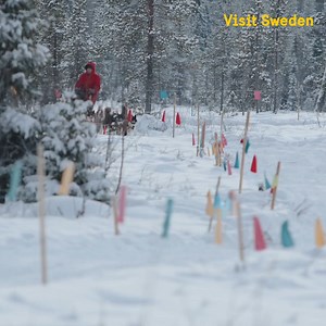 Our top winter activities in Sweden ❄️ From dog sledding to cross-country skiing, ice skating to ice bathing https://fal.cn/WinterinSweden | VisitSweden