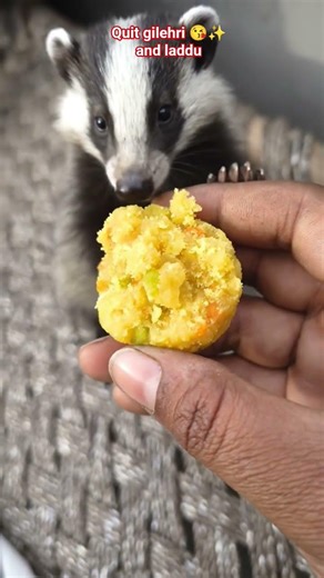 makar sankranti ki khusi me laddu 😘😋||#indianfood #food #shortvideo @kmsapna6892 🙏♥️