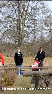 Insane Monkey fight#1 | Monkey history 2024