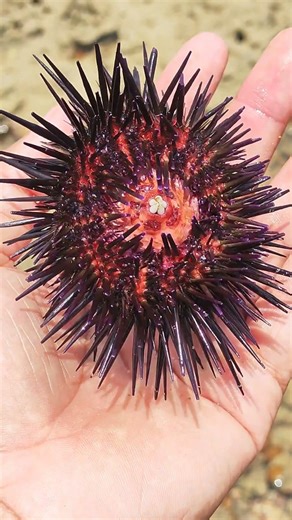 This Squid Turns Inside-Out to Survive Predators