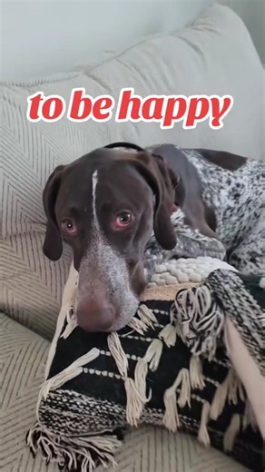 to be happy German Shorthaired Pointer GSP Panzer... 🤔🙃🐶 #shorts #ytshorts #viral #trending