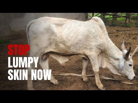 Lumpy Skin Disease: Protect Your Cattle From This Major Threat