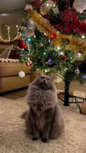 OMG! Cat Destroys the Christmas Tree and Pretends It Wasn’t Him 😹🎄