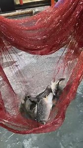 Fish Breeding Process #reels | Extreme Fish World