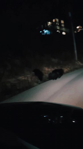 #bears #gatlinburg #backwoods