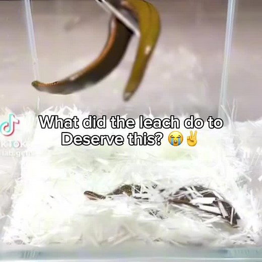 Leech vs. Fiberglass: A Shocking Experiment