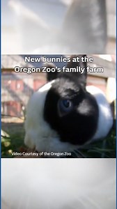 New bunnies added to the Oregon Zoo's family farm