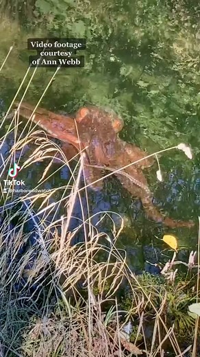 Octopus in Freshwater: Unveiling a Mysterious Behavior