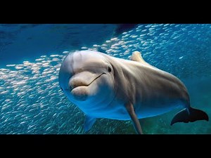 DELFINES, Documental de los delfines, Delfines Curiosidades