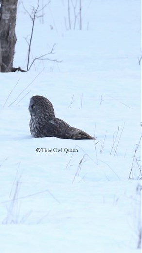 195K views · 3K reactions | Great grey owl lost his prey “Can’t touch this” #greatgreyowl #owls #canttouchthis #winterwonderland #theeowlqueen #hunting #canadianwildlife | Thee Owl Queen | Facebook