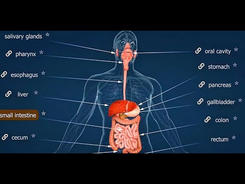 Digestive System Anatomy Explained | 3D Medical Animation of Digestion