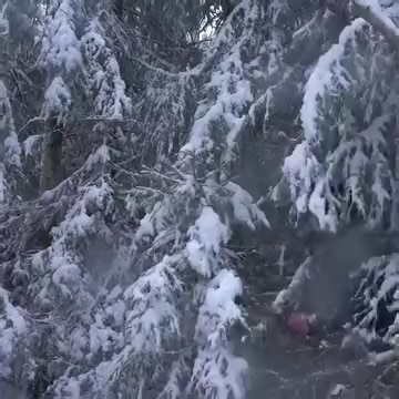 Build a beautiful log cabin in nature | Camping Life