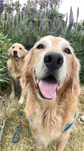 Today at the park 🪻 | Two Golden Tails