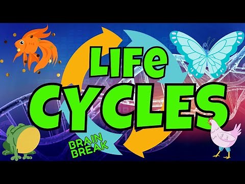 LIFE CYCLES: BRAIN BREAK EXERCISE. SCIENCE AND MOVEMENT. FIND THE MISSING STAGES. SCIENCE GAME