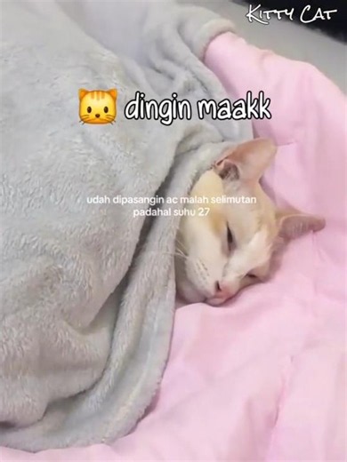 Mom Bought an AC but This Orange Cat Prefers Sleeping with a Blanket 🐱 #funnycat #orangecat