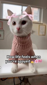 35K views · 1.6K reactions | Why have babies when I could be a human's pretty little baby? Spay and neuter your cats so they can live the good life like Marmalade  | Scooter The Neutered Cat | Facebook