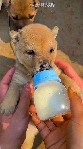 Scared Puppy Finally Learns To Trust 🐶❤️🥛 #Puppy #Emotional #Shorts