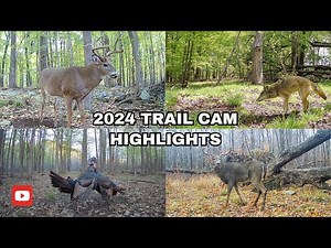 13 Best Trail Camera Moments of 2024 | Deer, Coyote, Turkey, Bear & Barred Owl!