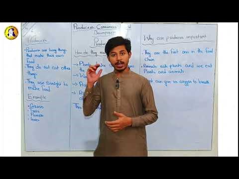 Producers in Food Chain | Science for Class 3 | CBHS Tando Jam