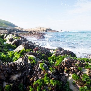 Using Mussels to Monitor the Environment