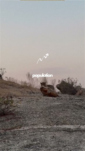 Leopard Hunts A Stray Dog! #documentary