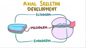 Video: Development of the axial skeleton - Video Explanation! | Osmosis | Osmosis