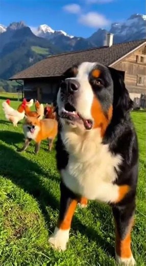 Bernese Mountain Dog: Guardian of the Swiss Alps