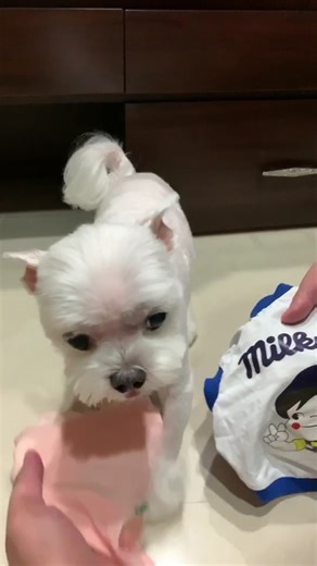 Choosing Outfits with My Dog | Cute Puppy Outfit Selection