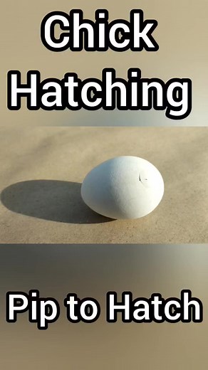 37K views · 910 reactions | Baby Chick Hatching | Egg Hatching | Dr. ARSHAD | Dr. Arshad Veterinary Clinic | Facebook