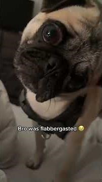 Dogs act like humans this funny