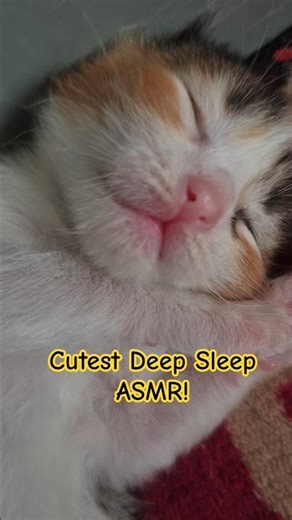 Cutest Deep Sleep ASMR! Tiny Baby Kittens Snoring Compilation#petshub #catshort #ytshort