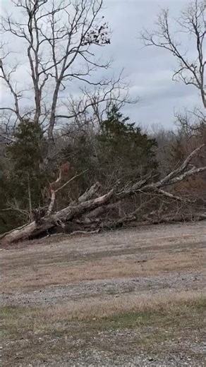 tree falling